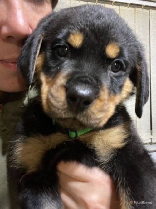 Adorable Male And Female Rottweiler Puppy