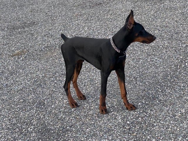 Doberman Pinscher Male With Documents