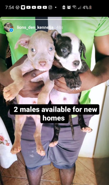 Male Pitbull Puppies