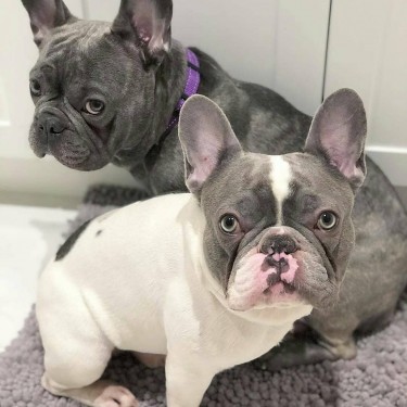 French Bulldogs For Sale 