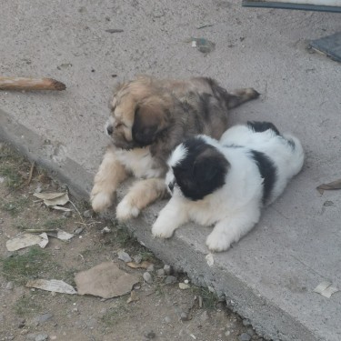 Shih Tzu Pomeranian Puppies For Sale