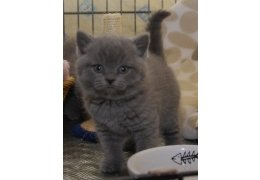 Cute British Blue Shorthair Kittens