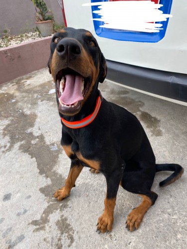 11 Months Old Doberman Mix With Rottweiler Female