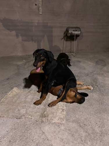 11 Months Old Doberman Mix With Rottweiler Female
