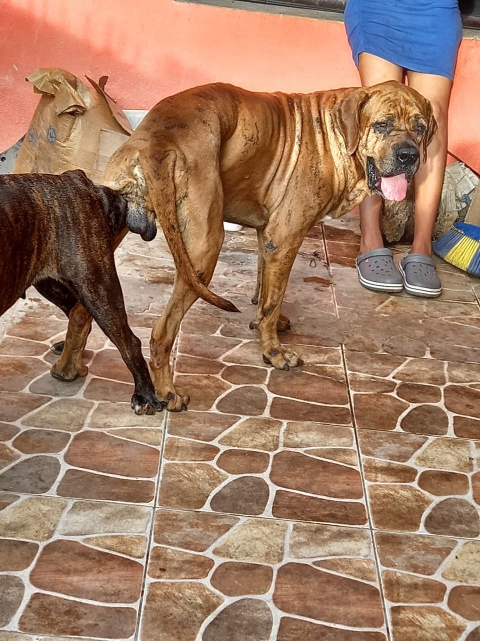 Brazilian ridgeback best sale