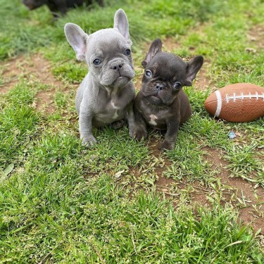 French Bulldog Puppies Available For Adoption