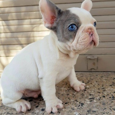 French Bulldog Puppies Available For Adoption