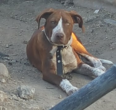 Female BullyPit Available 2 Vaccine Given