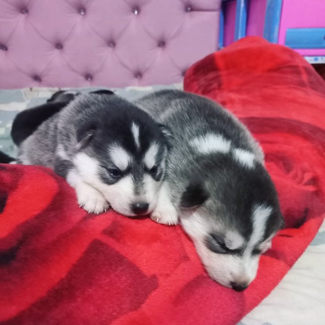 Husky Puppies For Sell