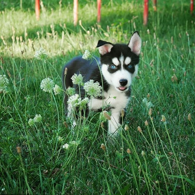 Husky Puppies For Sell