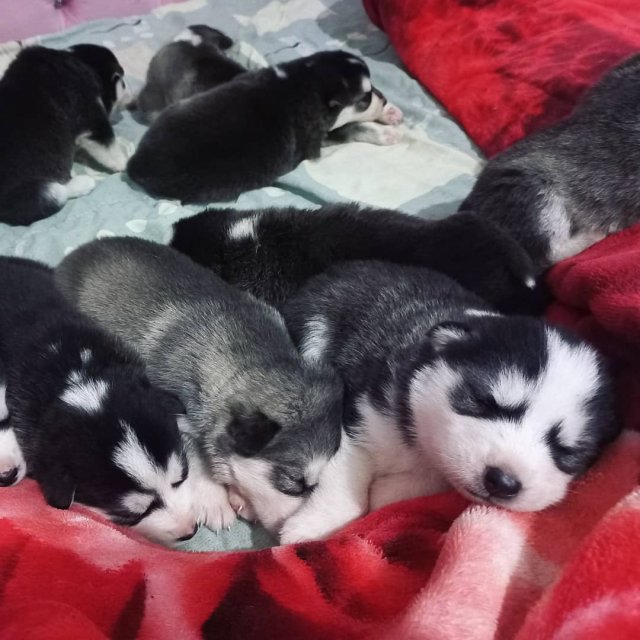 Husky Puppies For Sell