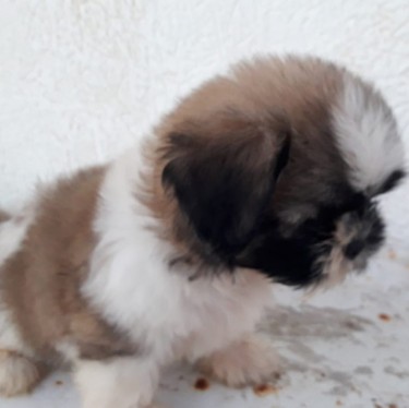 Shih-tzu Puppies Available 