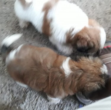 Shih-tzu Puppies Available 
