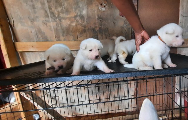 Akita Pups For Rehoming