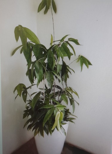 BEAUTIFUL CHINESE BAMBOO PLANTS FOR SALE 