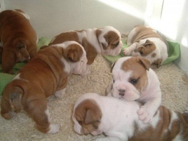 14 Weeks Old Healthy English Bulldog Puppies For S