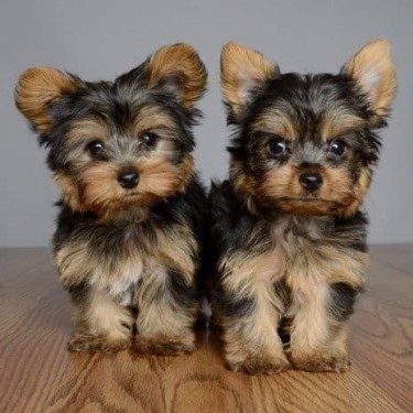 Cute And Cuddly Yorkshire Terrier Puppies