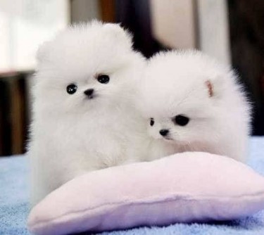 Cute Pomerania Pups Available