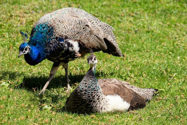 Pair Of Peacocks