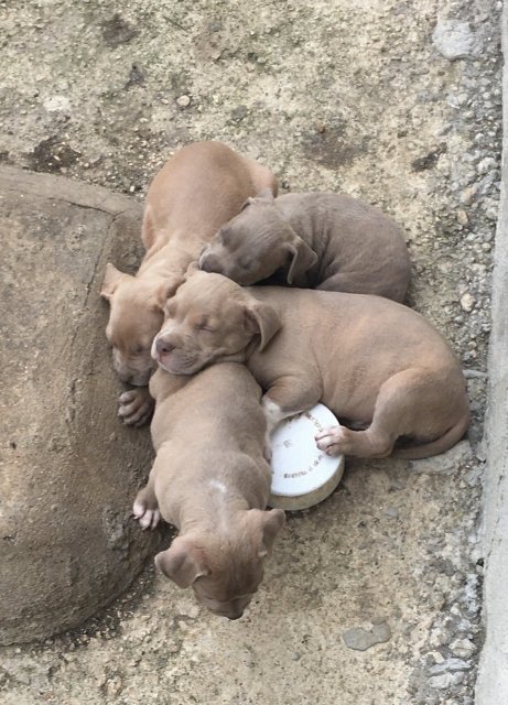 Pitbull Puppies (Not Mixed)