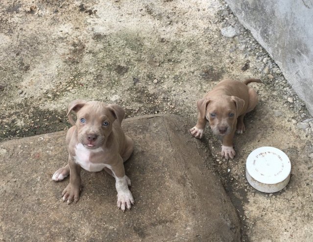 Pitbull Puppies (Not Mixed)