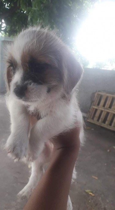 Mix Puppy For Sale