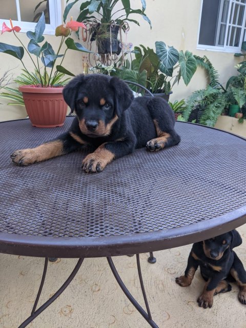 Rottie Pups Males Only