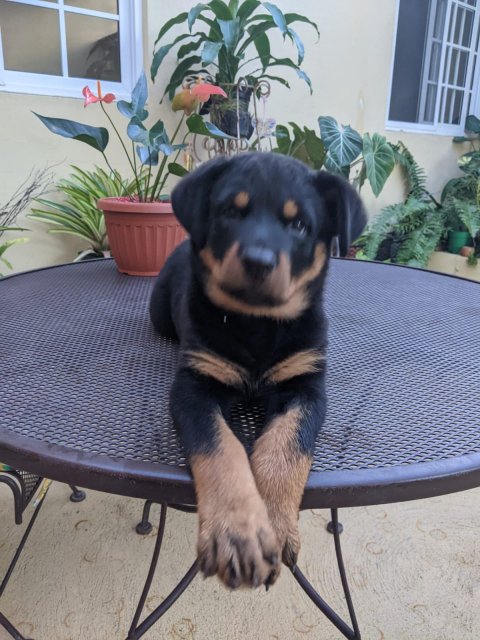 Rottie Pups Males Only