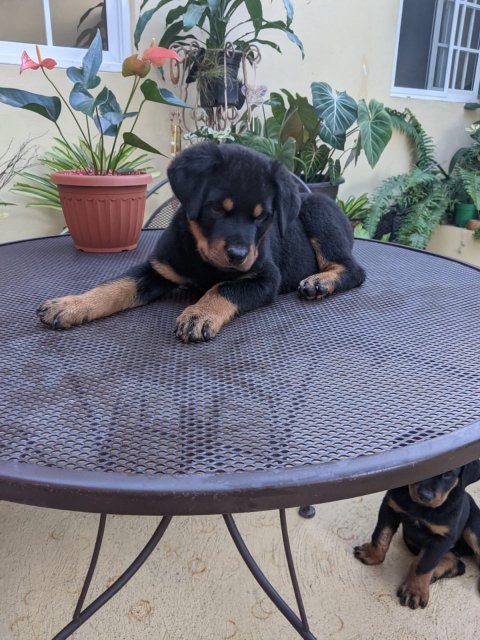 Rottie Pups Males Only