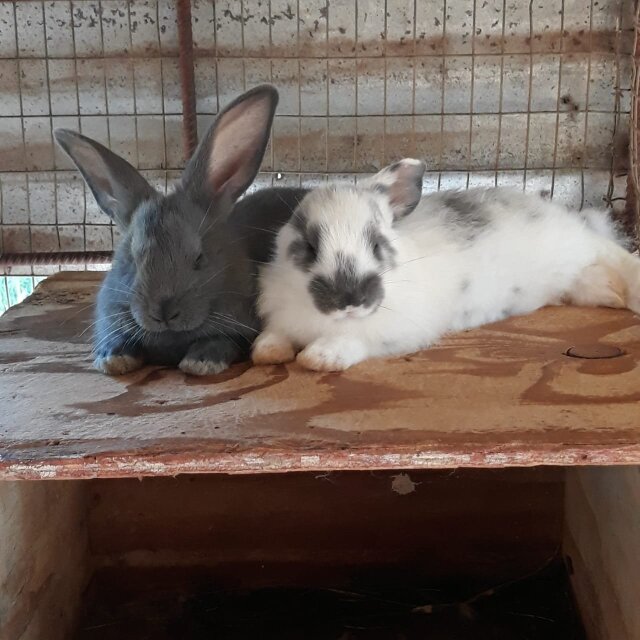 Giant Rabbits