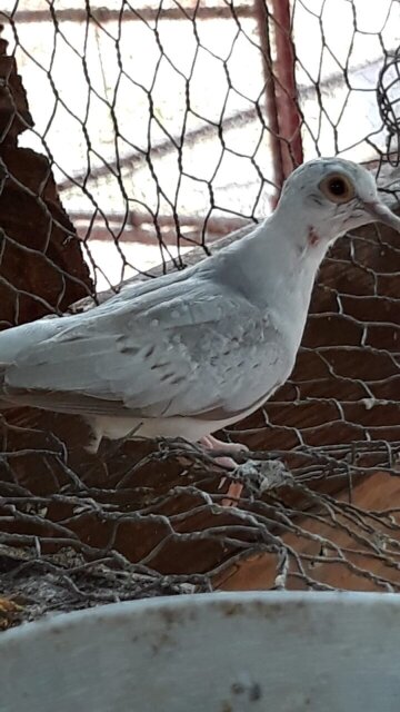 Diamond Dove Birds