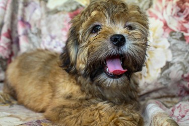 Fully Vaccinated Male Shihpoo 