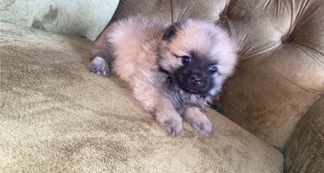 Male Pomeranian  For Sale