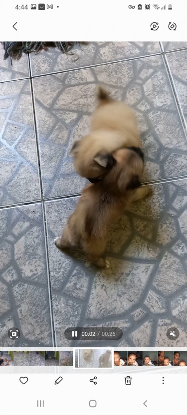 Mixed Puppies For Sale