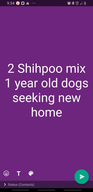 2 Shihpoo Mix Must Go!