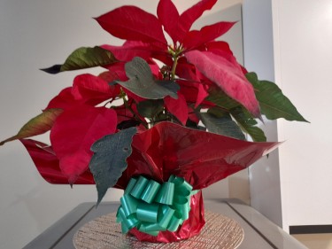 Beautiful Poinsettias For Gifts This Christmas 