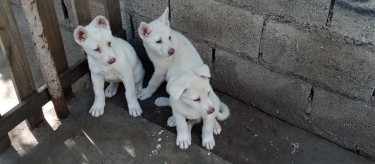 Japanese Akita Inu Pups For Sale 