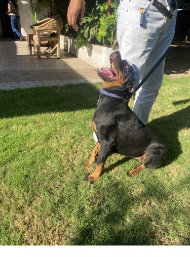 Registered Female Rotti 