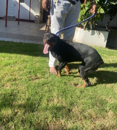 Registered Female Rotti 