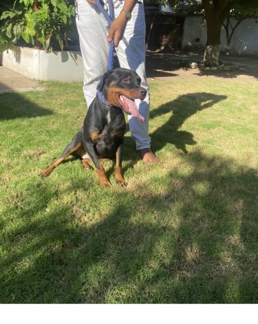 Registered Female Rotti 