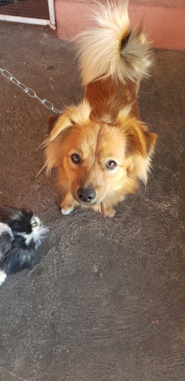 Fully Vaccinated Adult Male Pom Mix For Sale
