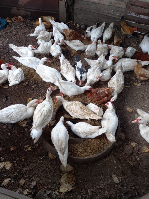 Mascovy Ducks (full White)