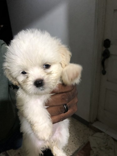 Shih-Tzu 8 Weeks Old Puppies For Sale 