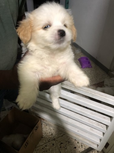 Shih-Tzu 8 Weeks Old Puppies For Sale 