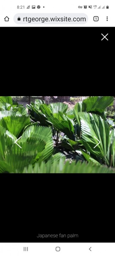 BEAUTIFUL JAPANESE PALMS FOR SALE 