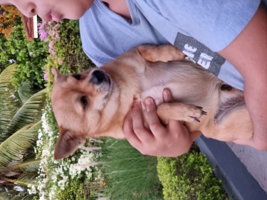 Shih Tzu/Chihuahua/Pomeranian Mix Puppies