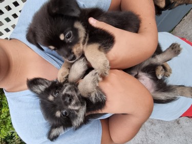 Shih Tzu/Chihuahua/Pomeranian Mix Puppies