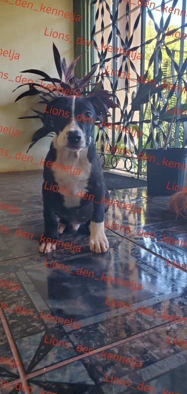 Male Pitbull Pup