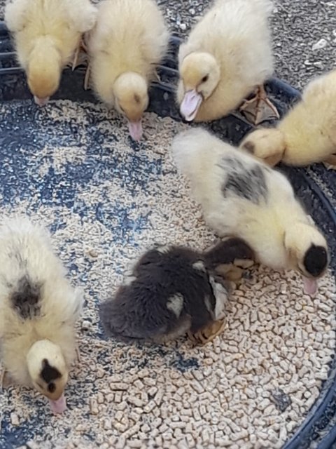 BABY DUCKLINGS FOR SALE (PAIRS)