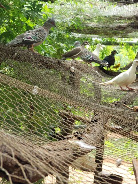 White Wing Dove